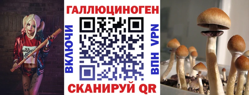 Псилоцибиновые грибы Psilocybine cubensis Ленинск-Кузнецкий